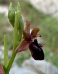 Ophrys promontorii